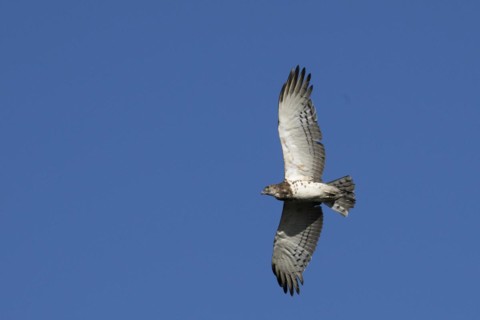 Black-chested snake eagle (Circaetus pectoralis), Mziki Private Game Reserve, North West Province,