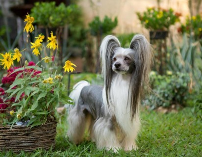 Dog, chinese crested dog, whole figure, outdoor, in the garden, AI generated, AI generated