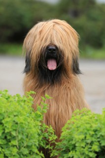 Briard, Berger de Brie