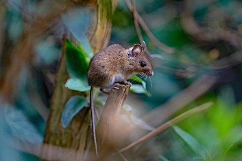 House mouse (Mus musculus)