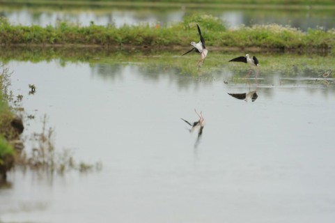 Black-winged Stilt, Himantopus himantopus, italy