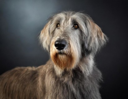 Dog, Irish Wolfhound, portrait, head only, puppies, dark background, AI generated, AI generated