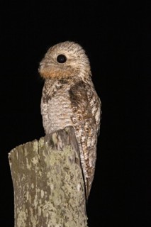 Great potoo (Nyctibius grandis) Pantanal Brazil