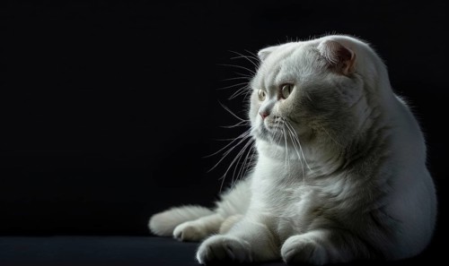 Serious white cat sitting on a dark background with a reflective pose AI generated