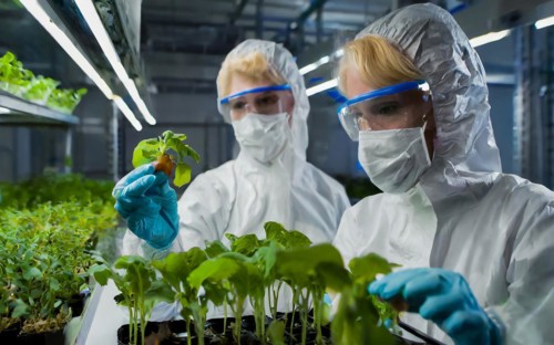 Biologists in protective suits grow vegetables in the lab, the concept of biotechnology, plant care