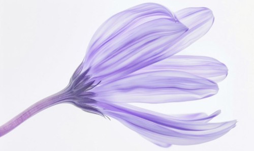 Pale purple chamomile flower on white background, closeup AI generated