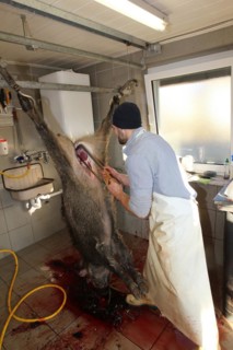 Wild boar (Sus scrofa) are processed immediately after the hunt, Allgaeu, Bavaria, Germany, Europe