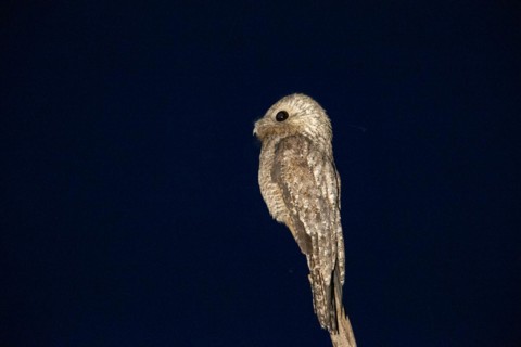 Great potoo (Nyctibius grandis) Pantanal Brazil