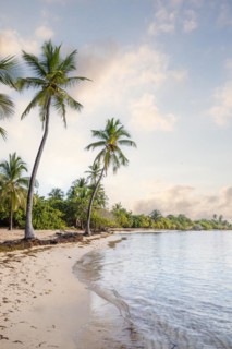Romantic Caribbean sandy beach with palm trees, turquoise-coloured sea. Morning landscape shot at