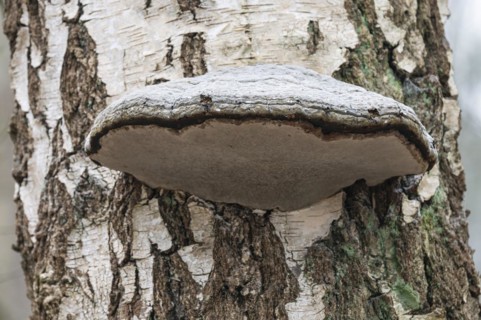 Tinder fungus (Fomes fomentarius), fruiting body on a downy birch (Betula pubescens) trunk, Lower