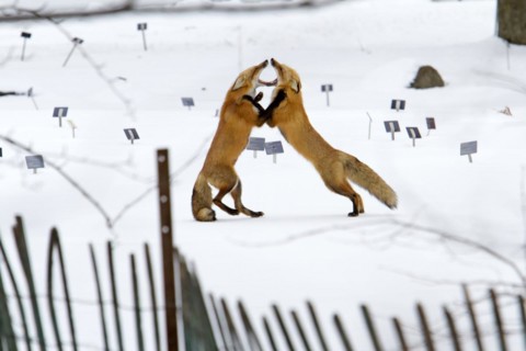 Red fox. Vulpes vulpes. Males red fox fighting. Montreal botanical garden. Province of Quebec.