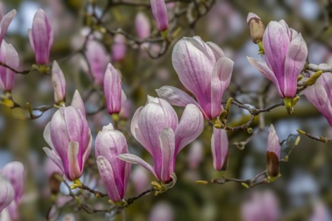 Blossoms of a magnolia (Magnolia), magnolia x soulangeana (Magnolia xsoulangeana), magnolia