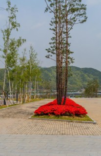 Red flowers growing at base of tall trees in island surrounded by red brick walkway at public park