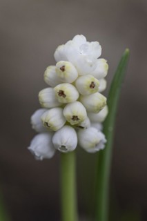 Pearl hyacinth (Muscari botrioides), white form, Emsland, Lower Saxony, Germany, Europe
