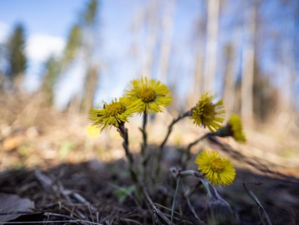 Coltsfoot (Tussilago farfara), Leoben, Styria, Austria, Europe