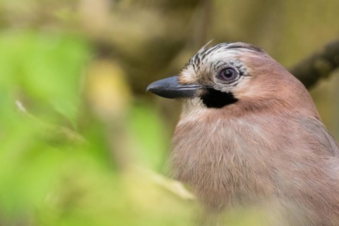 Close-up of a jay (Garrulus glandarius), animal portrait, Hesse, Germany, Europe