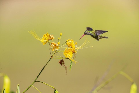 Golden Sapphire Hummingbird (Hylocharis chrysuria) Pantanal Brazil