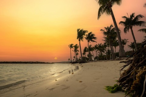 Caribbean dream beach with palm trees, white sandy beach and turquoise-coloured, crystal-clear