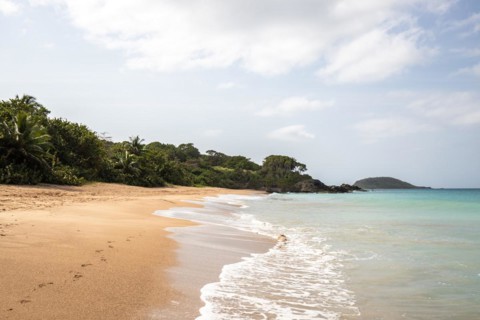Lonely, wide sandy beach with turquoise-coloured sea. Tropical plants in a bay in the Caribbean