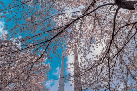 Looking up through cherry blossom tree branches to beautiful blue sky with puffy white clouds in