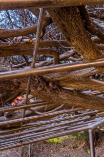 View from below of tree branches intertwining with a pergola, in South Korea