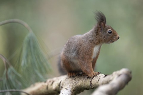 Eurasian red squirrel (Sciurus vulgaris), running on a thick branch and looking attentively to the