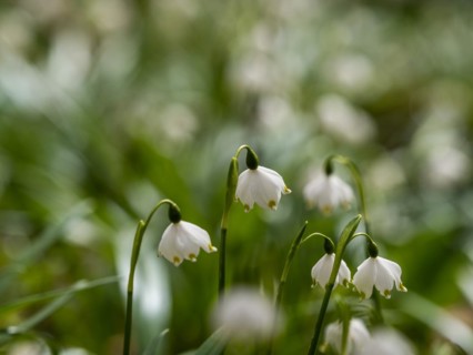 Spring snowdrop (Leucojum vernum), March snowdrop, March bell, large snowdrop. Amaryllis family