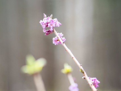 Mezereon (Daphne mezereum), near Tragoess, Styria, Austria, Europe