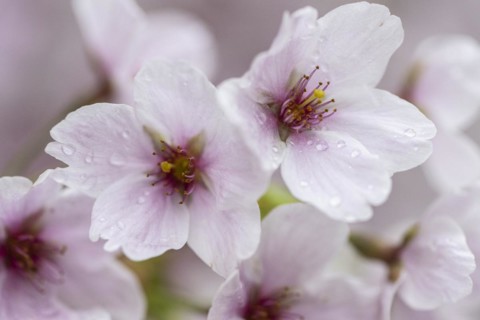Japanese cherry (Prunus serrulata), Emsland, Lower Saxony, Germany, Europe