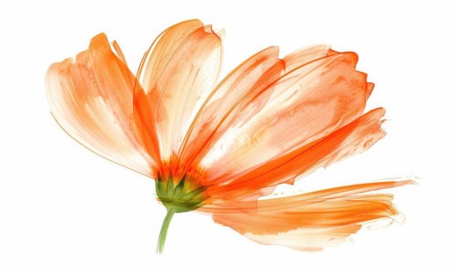 A vibrant orange brush stroke forming a chamomile petal. Chamomile flower painted on white
