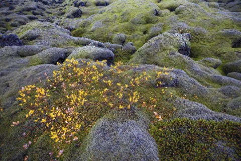 Moss-covered lava field, near Kirkjubaejarklaustur, Sudurland, Iceland, Europe
