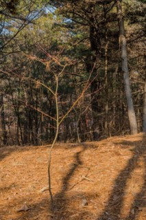 A young tree casting a shadow on a forest floor covered with pine needles, in South Korea