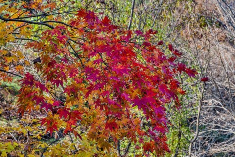 Close-up of bright red autumnal maple leaves in a natural setting, in South Korea