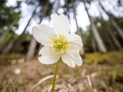 Christmas rose (Helleborus niger), near Tragoess, Styria, Austria, Europe