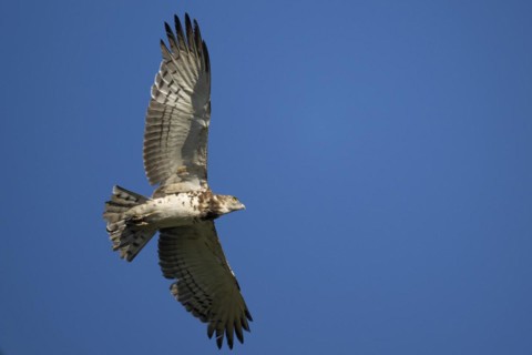 Black-chested snake eagle (Circaetus pectoralis), Mziki Private Game Reserve, North West Province,