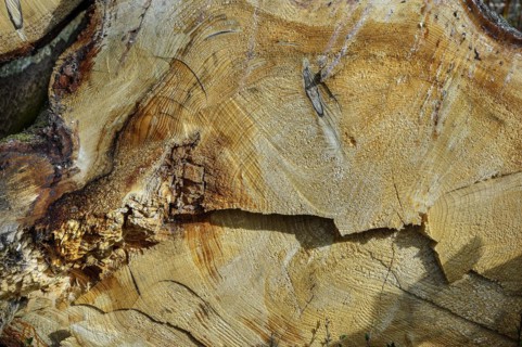 Cut through a tree trunk with annual rings and traces of the chainsaw, Allgaeu, Swabia, Bavaria,