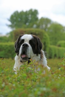 Saint Bernard, Saint Bernard dog