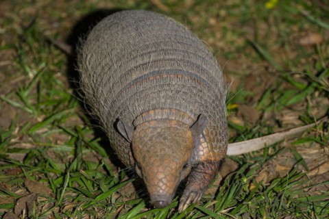 Giant armadillo (Priodontes maximus) Pantanal Brazil