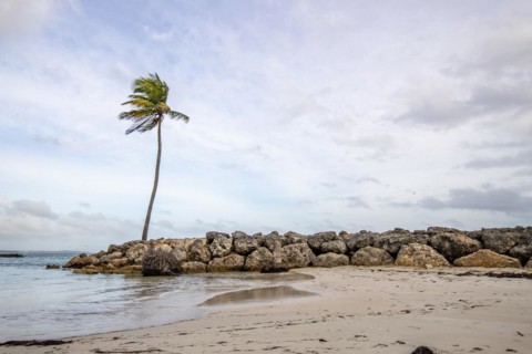 Caribbean dream beach with palm trees, white sandy beach and turquoise-coloured, crystal-clear