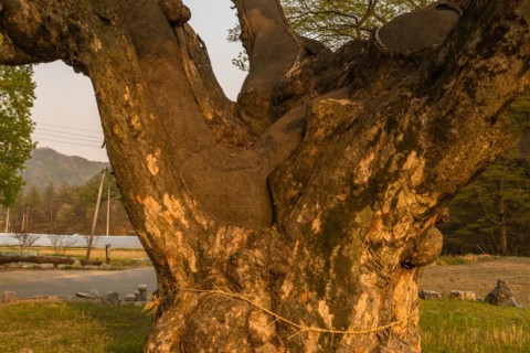 Close up of large 630 year old tree that has been repaired using tar to keep the trunk and branches