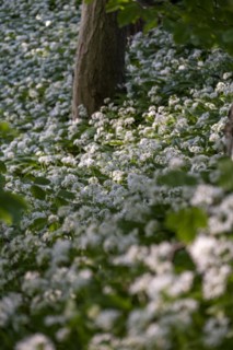 Ramson (Allium ursinum), in the forest, Bavaria, Germany, Europe