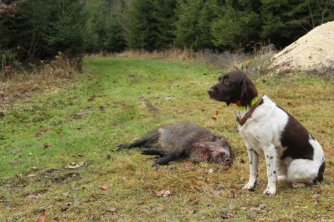 Wild boar hunt, hunted sow (Sus scrofa) and hunting dog Kleiner Muensterlaender, Allgaeu, Bavaria,