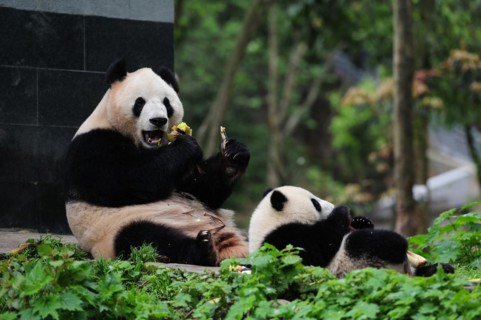Bifengxia Panda Center, sichuan, china