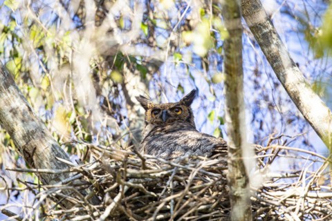 Virginia eagle owl (Bubo virginianus) Pantanal Brazil