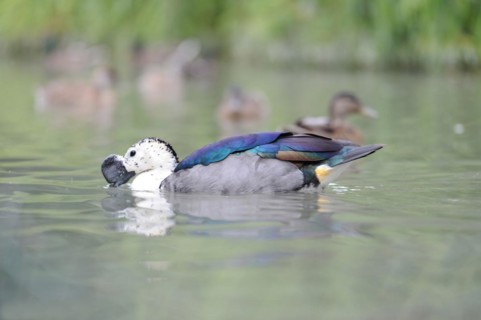 Sarkidiornis melanotos, italy