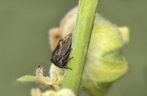 Horned treehopper (Centrotus cornutus), Valais, Switzerland, Europe