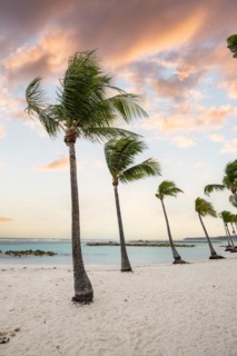 Caribbean dream beach with palm trees, white sandy beach and turquoise-coloured, crystal-clear