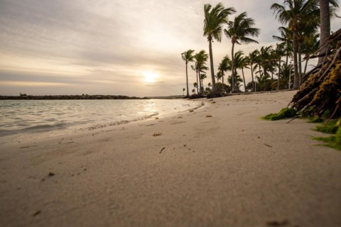 Caribbean dream beach with palm trees, white sandy beach and turquoise-coloured, crystal-clear