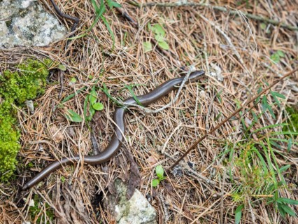 Slow worm (Anguis fragilis), near Tragoess, Styria, Austria, Europe