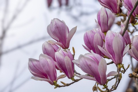 Blossoms of a magnolia (Magnolia), magnolia blossom, magnolia x soulangeana (Magnolia